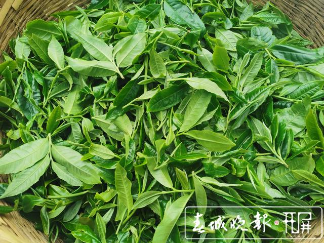 春茶系列报道3普洱困鹿山：茶树发芽率好于往年