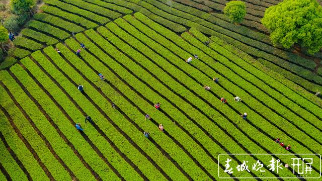 春茶系列报道3普洱困鹿山：茶树发芽率好于往年